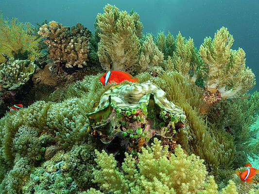 Ocean Photograph - Tomato Clownfish, Giant Clam, And Lush Soft Corals by Brian Weber