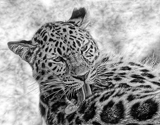 Wall Art featuring the photograph Tongue Bath - Amur Leopard In Black And White by KJ Swan