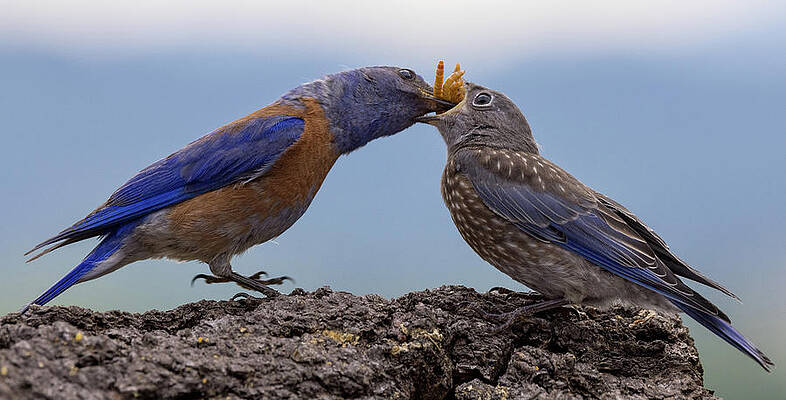 Wall Art featuring the photograph Too Many Worms by Jean Noren