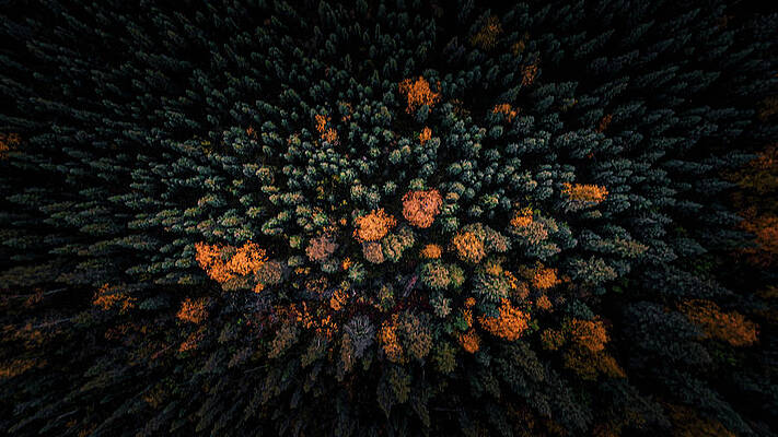 Top Down Autumn Trees Print