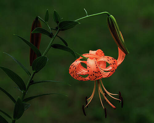 Flower Photograph - Topsy Turvy by Tim Lyden