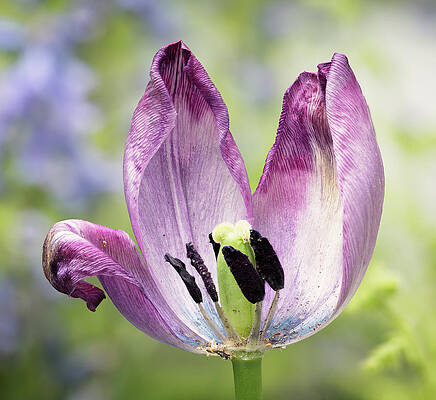 Wall Art featuring the photograph Torn Tulip by Steven Nelson