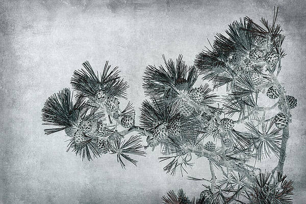 Natural Photograph - Torrey Pines by Maryanne Keeling