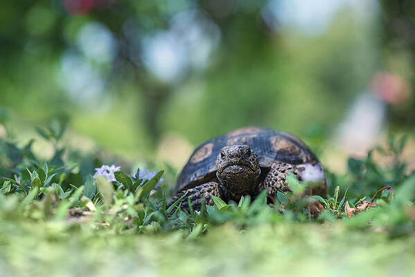 Happy Wall Art featuring the photograph Tortoise In Wildflowers by Laura Fasulo