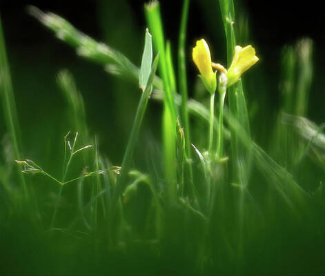 Wall Art featuring the photograph Touch Of Yellow by Jason Fink