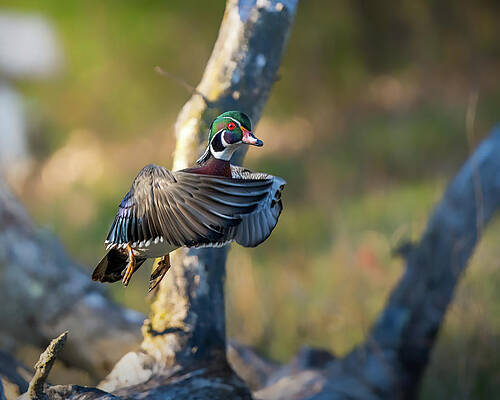 Country Wall Art featuring the photograph Touching Wings by James Overesch