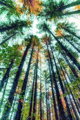 Towering Forest Canopy Wall Art