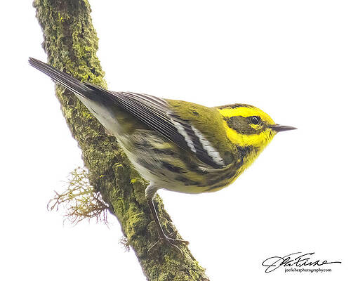 Branch Wall Art featuring the photograph Townsend's Warbler #3 by Joe Fisher