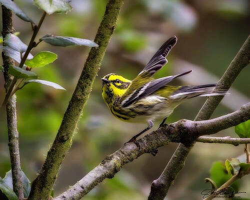 Vibrant Songbird on Tree Branch Wall Art