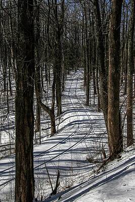 Wall Art featuring the photograph Tracks Through The Woods by Deb Beausoleil