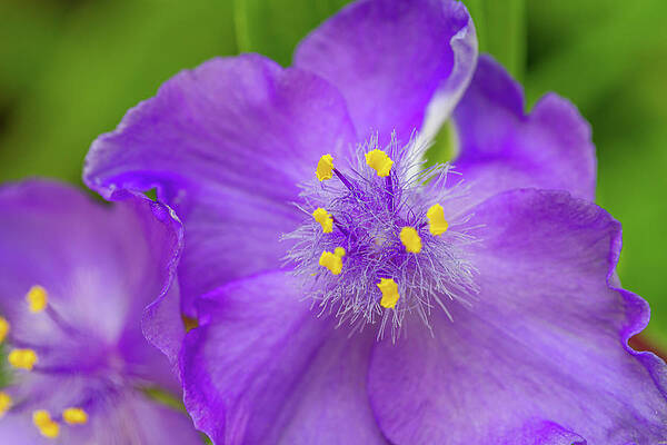 Delicate Wall Art featuring the photograph Tradescantia by Shirley Mitchell