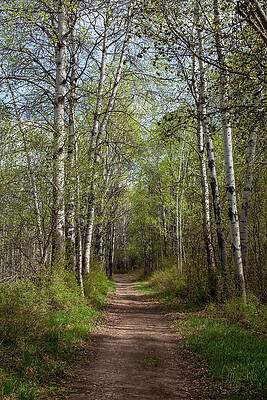 Wall Art featuring the photograph Dreamy Trees Along A Trail by Omaste Witkowski