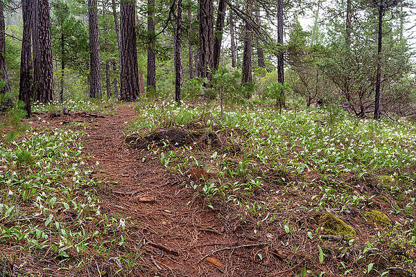 Tree Wall Art featuring the photograph Trail Of Fawn Lilies by Diane Moller