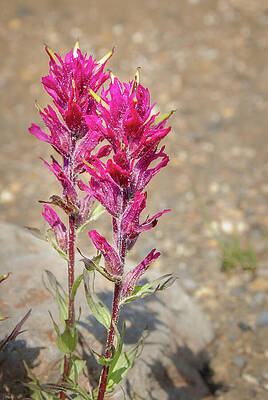 Wilderness Wall Art featuring the photograph Trailside Magenta Paintbrush by Nancy Gleason