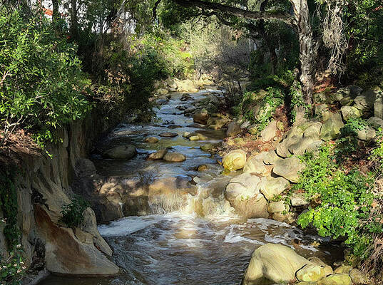 Tranquil Forest Creek Photograph