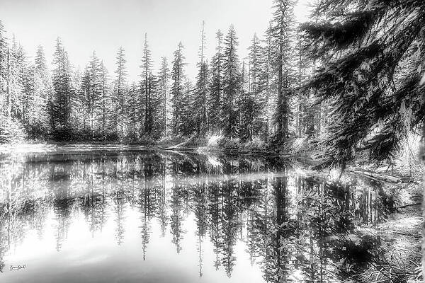 Tranquil Forest Reflections Wall Art