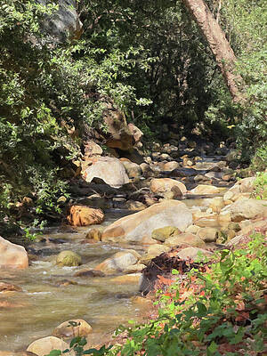 Tranquil Forest Stream Photograph