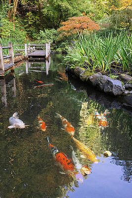 Tranquil Koi Pond in Lush Garden Wall Art