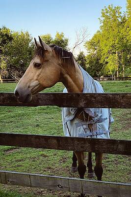 Serene Wall Art featuring the photograph Tranquil Pasture A Serene Horse In Rural Setting by Travel Essayist
