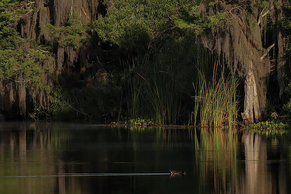Florida Photograph - Tranquil Reflections by RD Allen