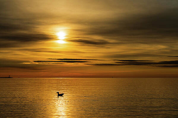 Cloud Photograph - Tranquil Swim by Rich Kovach