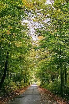 Serene Wall Art featuring the photograph Tranquil Trails A Serene Journey Through Nature's Canopy by Travel Essayist