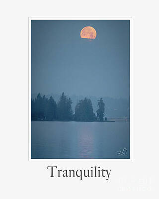 Wall Art featuring the photograph Tranquility by D Lee