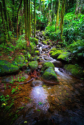 Wall Art featuring the photograph Tranquility by Louis Raphael