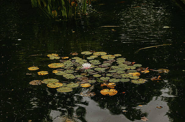Moody Wall Art featuring the photograph Tranquility by Nova Rae