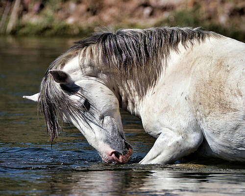 Nature Photograph - Tranquility by American Landscapes