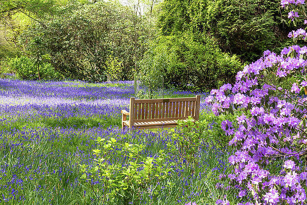 Tranquil Garden Bench in Bloom Wall Art