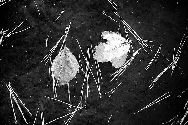 Floating Leaves on Water Wall Art