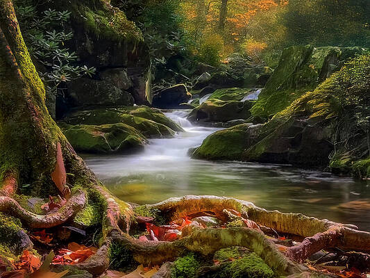 Serene Forest Stream in Autumn Photograph