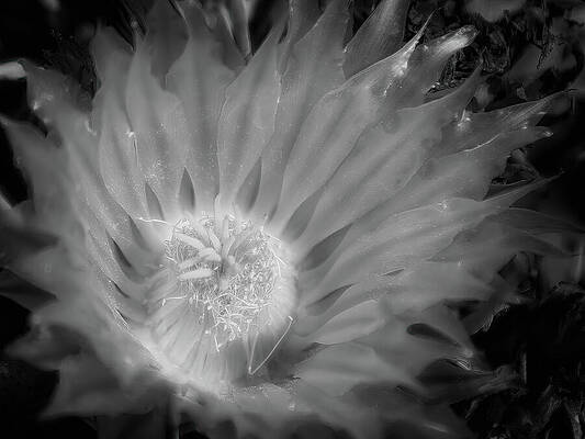 Delicate Wall Art featuring the photograph Transparency by Dodie Ross