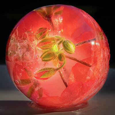 Flower Wall Art featuring the photograph Trapped Inside An Ice Ball by Elvira Peretsman
