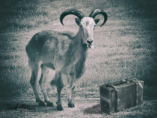 Wall Art featuring the photograph Traveling Goat by David McKinney