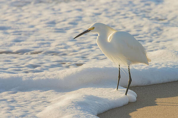 Florida Photograph - Treasures Of The Foam 2 by RD Allen