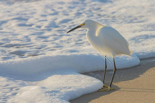 Florida Photograph - Treasures Of The Foam by RD Allen