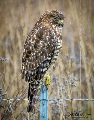 Hawk Photograph - Red-shouldered Hawk In The Rain by Joe Fisher