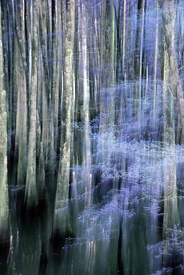 Wall Art featuring the photograph Tree 12C by Sally Fuller