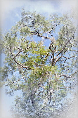 Sky Wall Art featuring the photograph Tree 187-2B by Sally Fuller