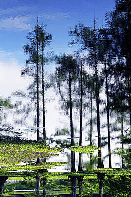 Wall Art featuring the photograph Tree 2B by Sally Fuller