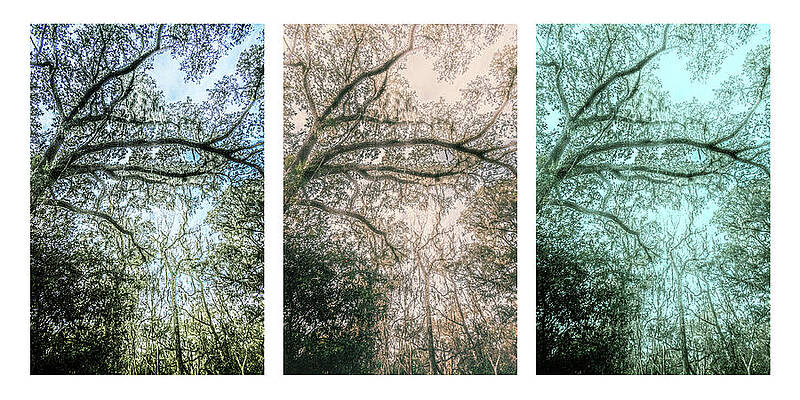 Photograph - Tree 37-1-b-d-f by Sally Fuller