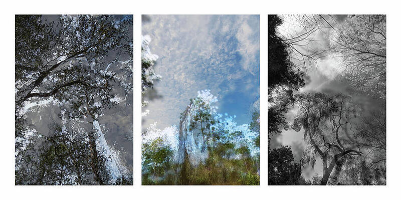 Photograph - Tree-41-42-scene-96 by Sally Fuller