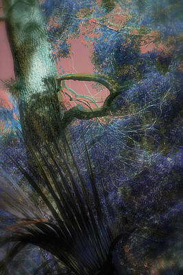 Wall Art featuring the photograph Tree-92-1-2D by Sally Fuller