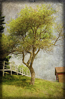 Wall Art featuring the photograph Tree At Owls Head Maine by Mary Lee Dereske