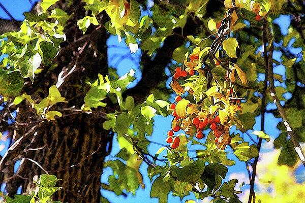 Wall Art featuring the mixed media Tree Berries In The Sunlight by Tatiana Travelways
