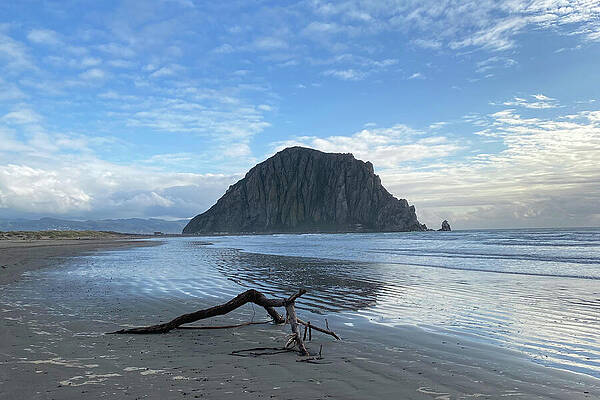 Wall Art featuring the photograph Tree Branch On Shoreline In Morro Bay by Matthew DeGrushe