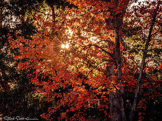Tree Wall Art featuring the photograph Tree - Fall - Missouri by Robert Niemeier