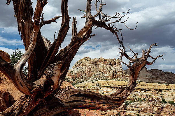 Tree Wall Art featuring the photograph Tree Frame Capitol Reef by Diane Moller